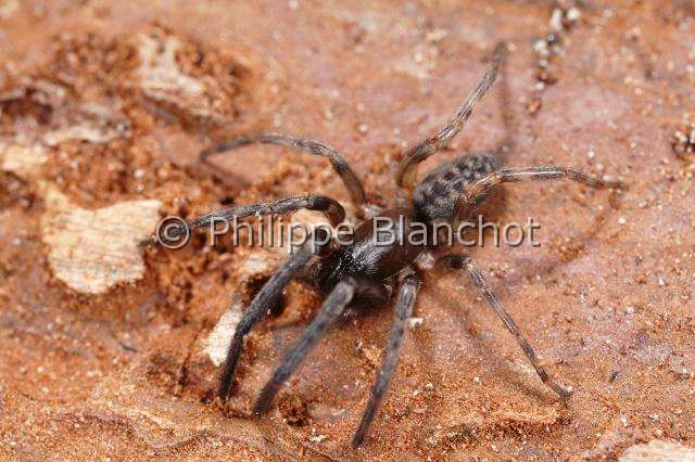 Segestriidae_4880.JPG - France, Pyrénées-Atlantiques (64), Araneae, Segestriidae, Araignée, Ségestrie bavaroise (Segestria bavarica), Tube dwelling spider